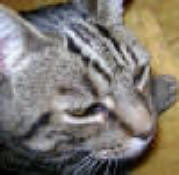 Beautiful bengali cat Pegavko