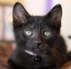Samuelson beatiful black kitten looking for home