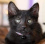 beautiful black kitten