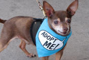 William_doggy carrying the Adopt ME sign is also cared for by peaceofminddogrescue.org. Image copyright(c) 2012